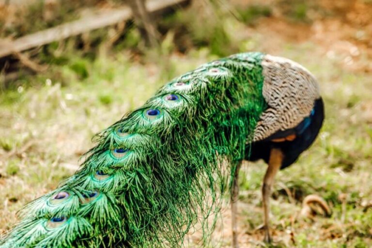 Kenya and Tanzania: 10-Day Safari Adventure - What Makes This Safari Stand Out?