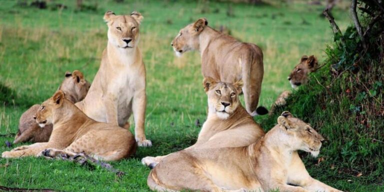 Kenya Big Five Safari - Practical Details & What to Expect