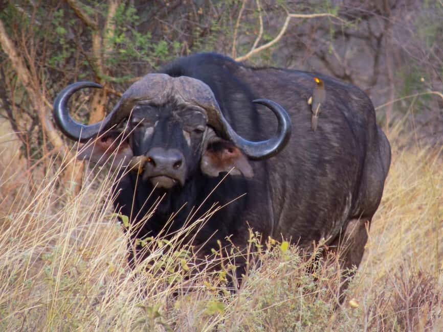 Kenya Safari: Samburu, Mara & Scenic Lakes in 9 Days Tour - A Closer Look: The 9-Day Kenya Safari Experience