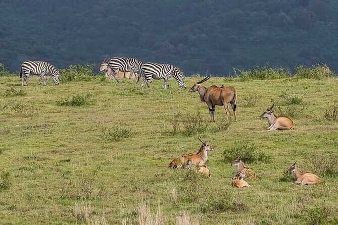 Kenya safari - Authentic Experiences and Past Feedback