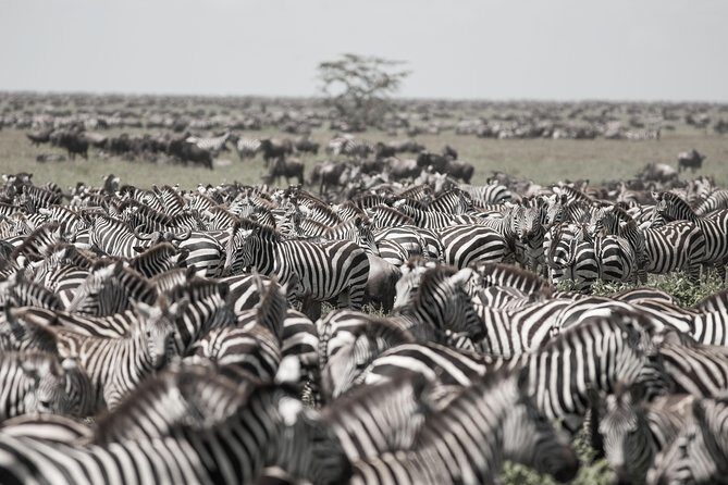 Kenya Tanzania Herdtracker Migration Safari - 08 Days - Introduction: What to Expect from This Africa Migration Safari