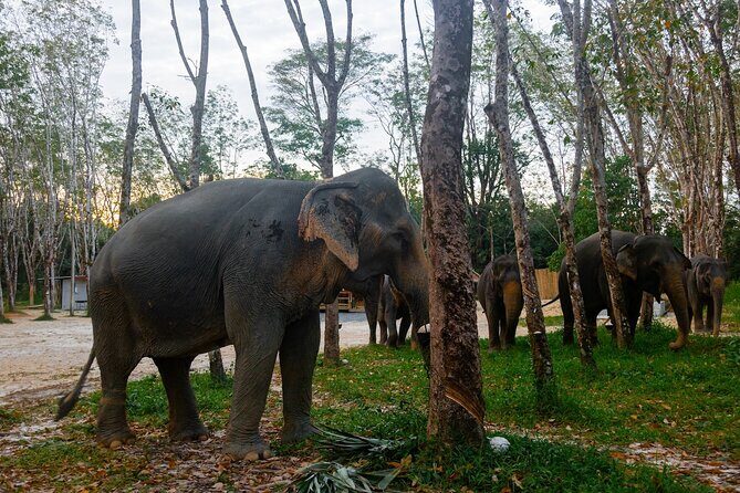 Khao Lak Eco-Safari: Elephants, Tsunami Museum, and Turtles - Authentic Insights from Reviewers