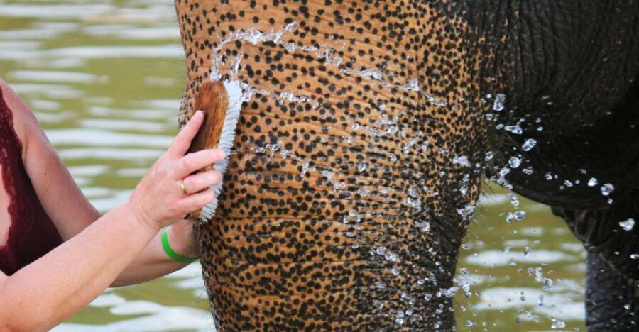 Khao Lak: Elephant Bathing and Turtle Center Visit - Why This Tour Is Worth It