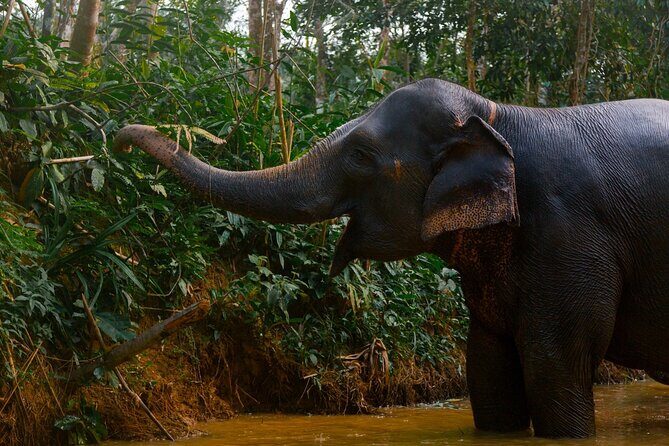 Khao Lak Elephant Sanctuary Full Day Small Group Tour - Final Words