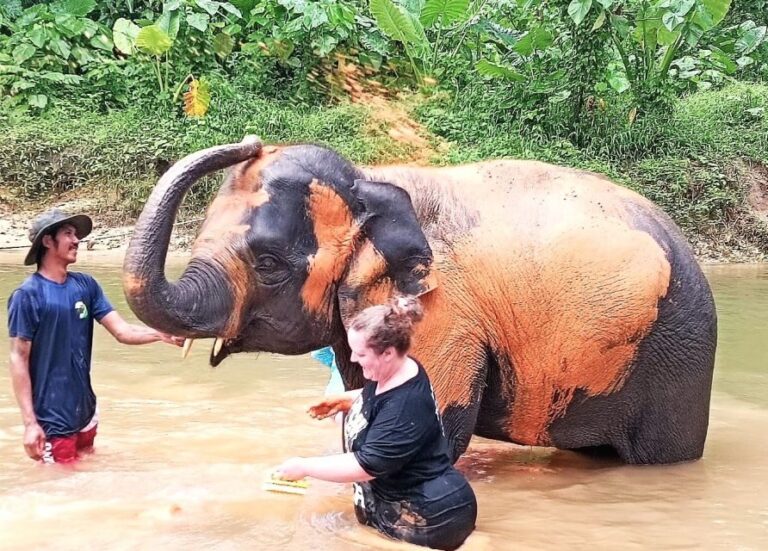 Khao Lak: Elephant Sanctuary Guided Tour - The Sum Up