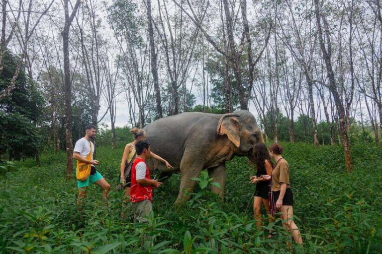 Khao Lak Guided Nature Walk & Elephant Experience - Respectful and Ethical Elephant Encounter