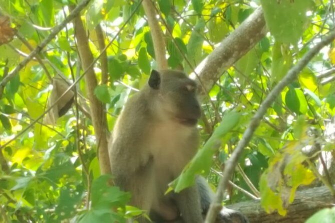 Khao Lak Mangrove Explorers - Highlights from the Reviews
