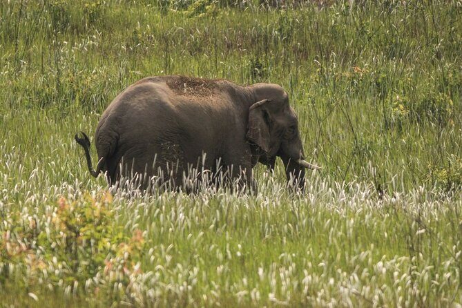 Khao Yai National Park Full-Day Tour From Bangkok - The Real Experience: Pros and Cons