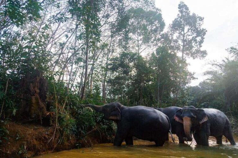 Khaolak: Elephant Sanctuary Guided Tour with Hotel Transfers - The Itinerary in Detail