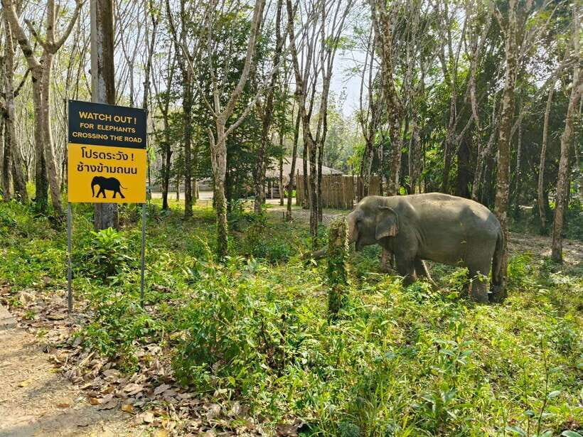 Khaolak Ethical Elephant Sanctuary Snack Making & Feeding - What to Expect: The Experience in Detail