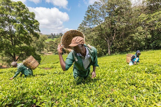 Kiambethu Tea Farm Full-Day Tour from Nairobi with Lunch - Final Thoughts