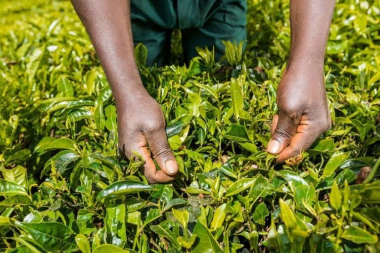 Kiambethu Tea Farm Tour (All Inclusive) - A Closer Look at the Kiambethu Tea Farm Experience