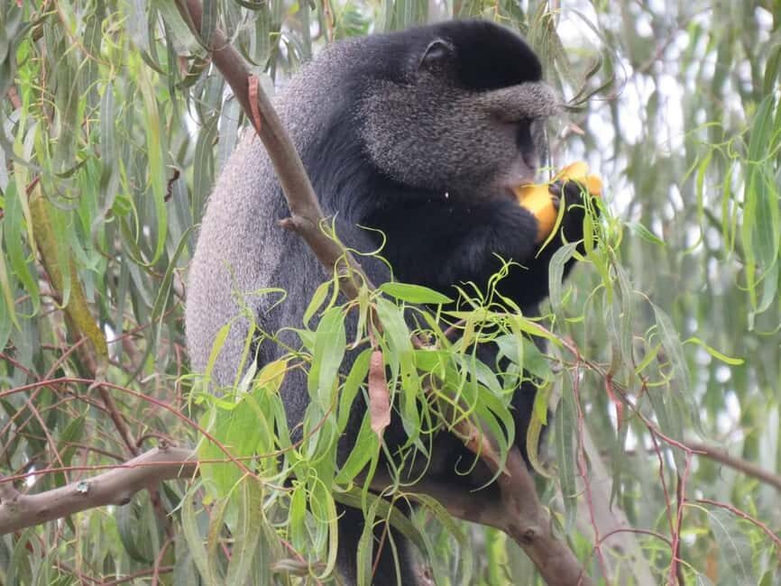 Kibale Forest Park: 3-Day Chimpanzee tracking & Crater lakes - FAQ