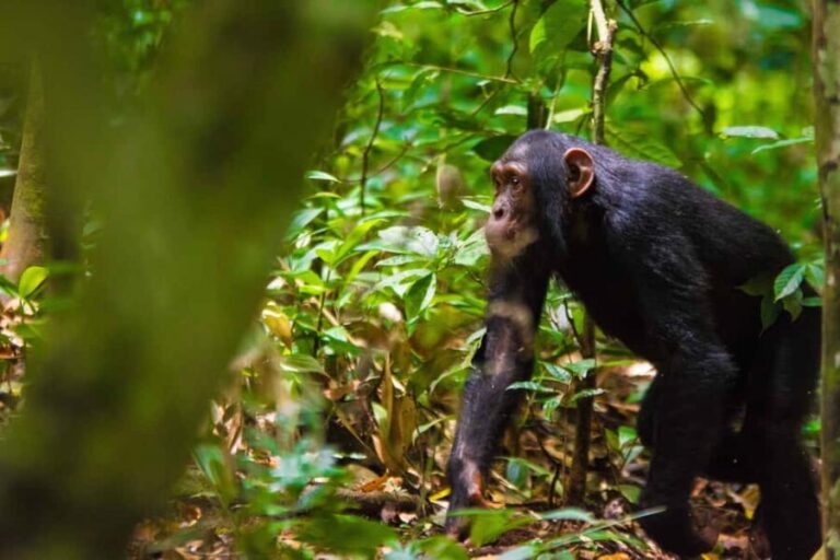 Kibale National Park: 2-Days Chimpanzee Tracking Tour - What Makes This Tour Valuable?