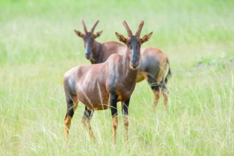 Kigali: 2-Day Akagera National Park Safari with Boat Ride - What Makes This Tour Stand Out