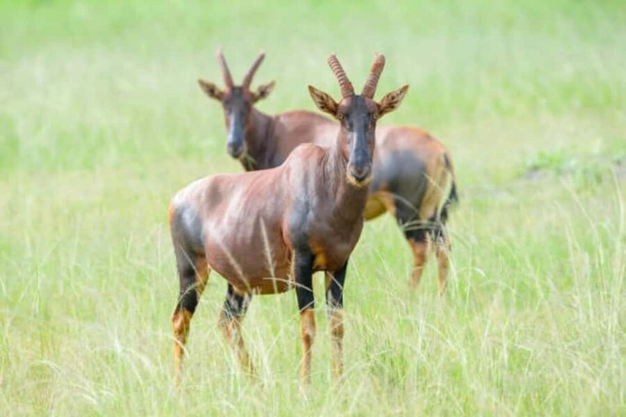 Kigali: 2-Day Akagera National Park Safari with Boat Ride - What Makes This Tour Stand Out