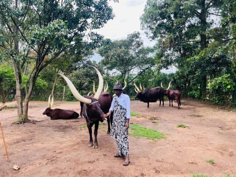Kigali: Culture tour @ King palace, museum & the memorial - Practical Details and Value