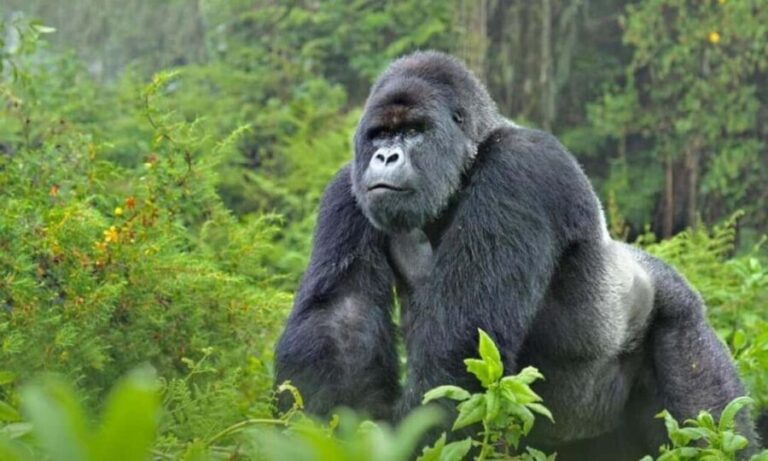Kigali: Gorilla Trekking in Volcanoes National Park - The Value and Uniqueness of the Experience