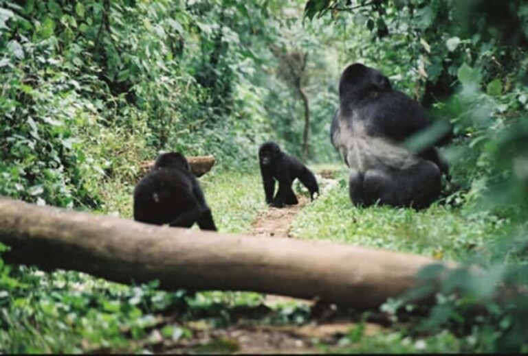 Kigali: Gorilla Trekking in Volcanoes National Park - The Journey: From Kigali to the Heart of the Jungle
