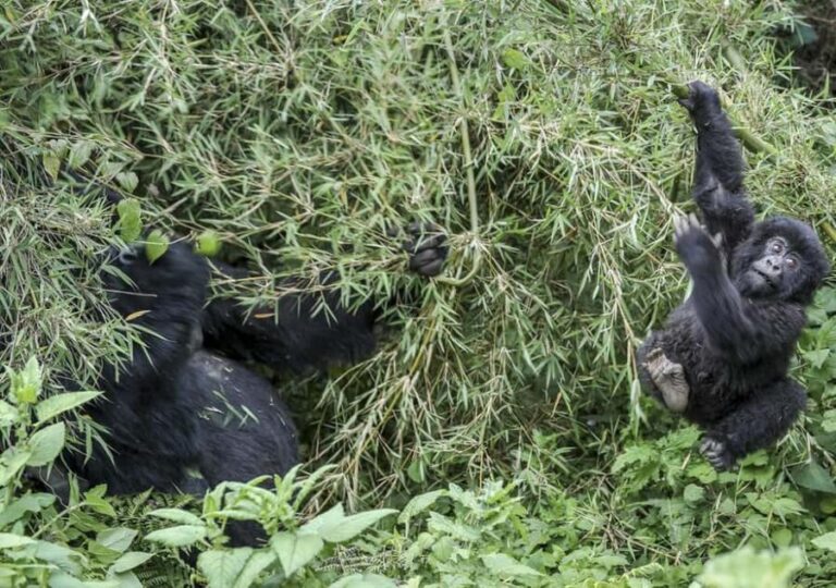 Kigali: Rwanda Gorilla Tracking in Volcanoes National Park - Authentic Encounters and Review Highlights