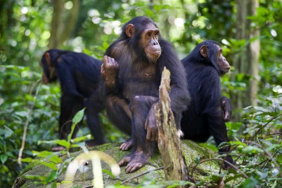 Kigoma: 2-Day Gombe National Park Chimpanzee Trekking