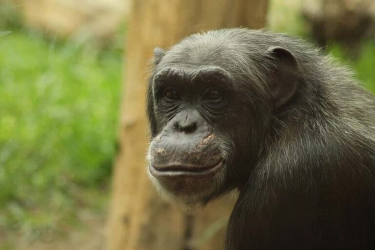 KIGOMA: Chimpanzees trekking Day Trip in Gombe national park - The Practical Side: What to Expect