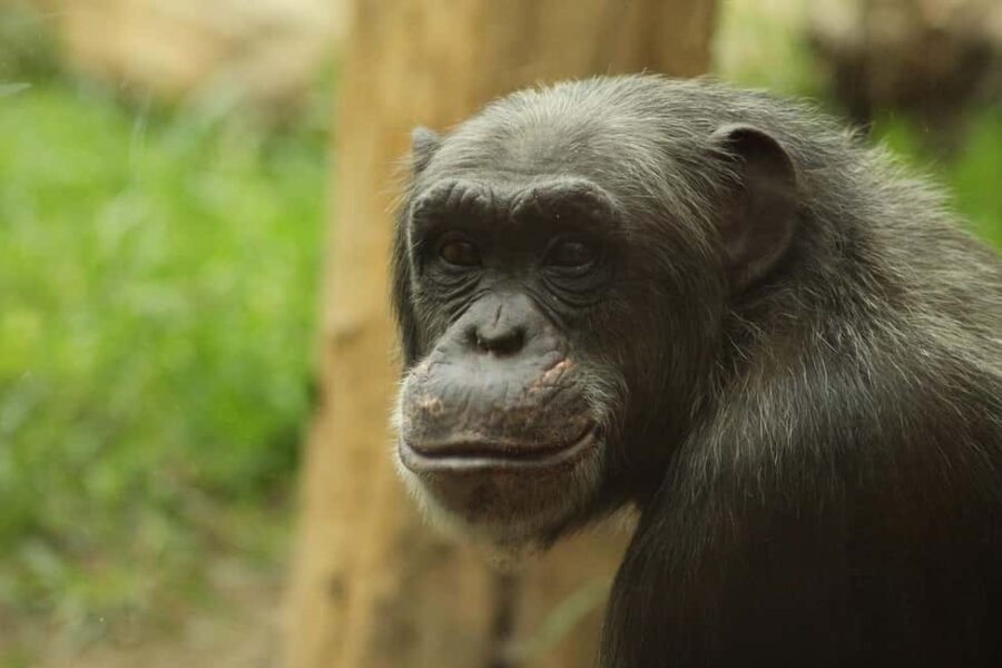 KIGOMA: Chimpanzees trekking Day Trip in Gombe national park - The Practical Side: What to Expect