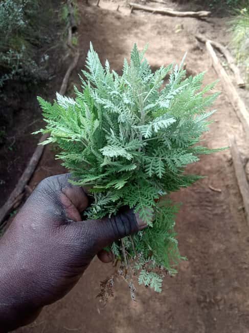 Kilimanjaro: 5-Day Marangu Route Hiking Tour - What’s Included and What’s Not