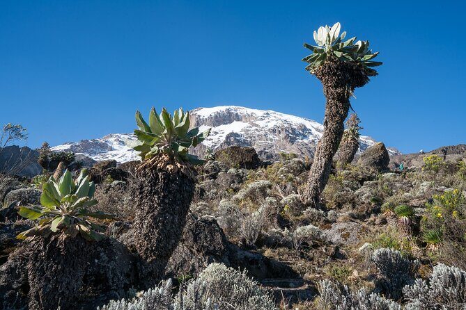 Kilimanjaro Airport Private Transfer from/to Moshi - An Authentic Tanzanian Welcome