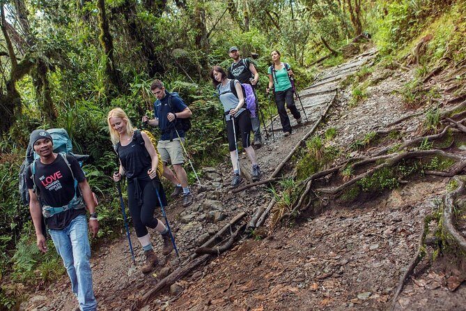 Kilimanjaro Climb Lemosho Route 8 days - What Travelers Say: Authentic Feedback