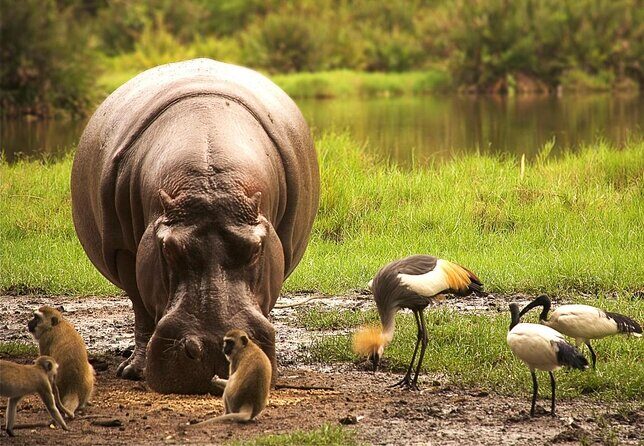 Kilimanjaro Special-( Tsavo West, Amboseli & Tsavo East Safari) (MINIMUM 2 PAX) - Transportation & Logistics