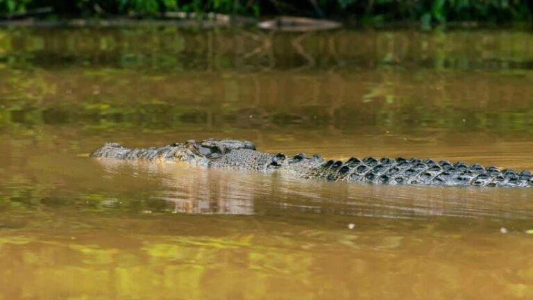Kinabatangan River Trip from Sandakan with Lunch Included - Who Will Love This Tour?