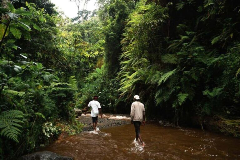 Kinuka Mori: Cultural and Nature day Trip with Lunch - What’s Included and What’s Not