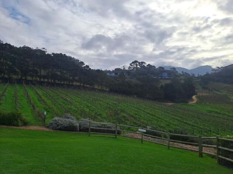 Kirstenbosch Botanical Garden and Constantia Wine Region - Transport and Transition to Wine Country
