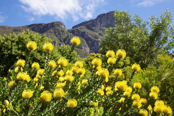Kirstenbosch Garden, Bo-Kaap-Penguins & Cape of Good Hope Tour - A Balanced Look at the Tour