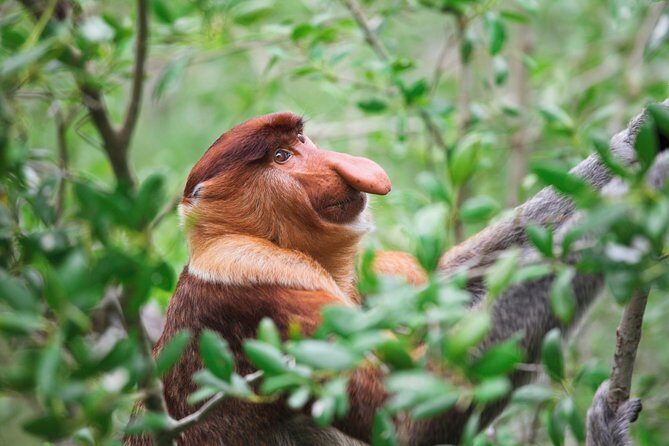 Klias Wildlife Safari River Cruise - Proboscis Monkey & Fireflies - Transportation and Logistics