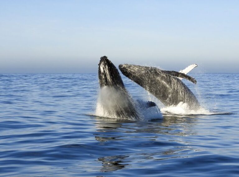 Knysna: Close Encounter Whale Watching Tour by Boat - Who Will Love This Tour?