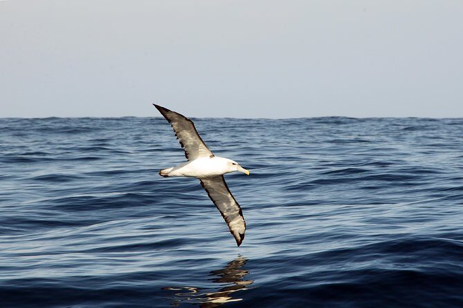 Knysna Marine Life & Garden Route Coastline Experience - Authentic Experiences & Real Traveler Feedback