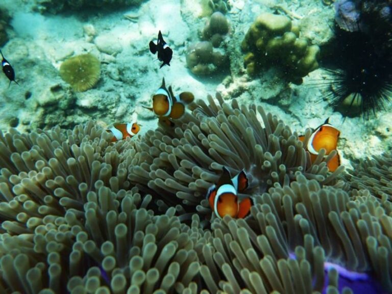 Ko Lanta: 4 Islands Snorkeling Tour by Longtail Boat - The Experience and Its Value