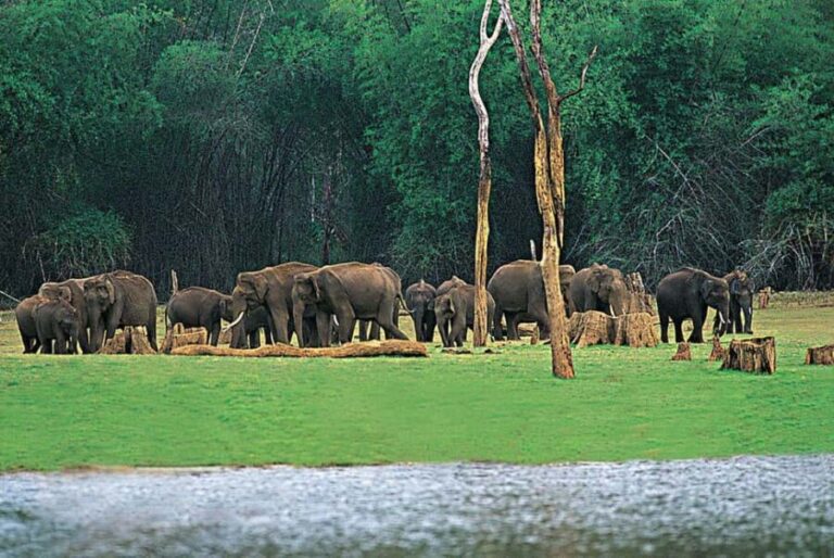 Kochi:- 03 Days Periyar Wildlife With Mararikulam Beach Tour - The Value of the Experience