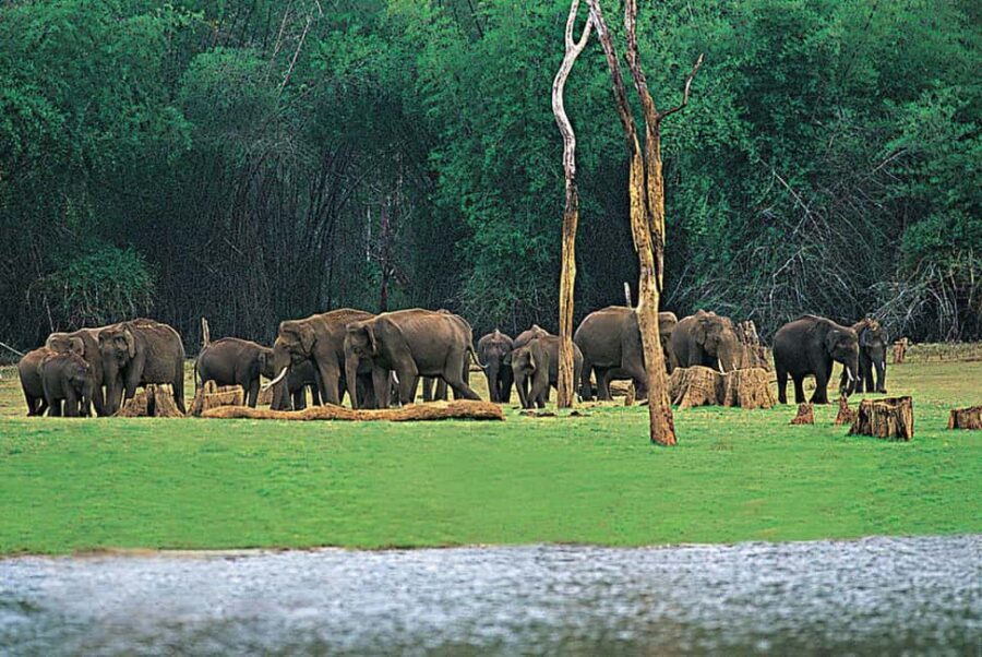 Kochi:- 03 Days Periyar Wildlife With Mararikulam Beach Tour - The Value of the Experience