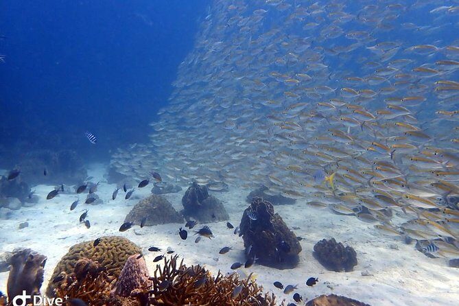 Koh Chang Dive Trip Including 3 Dives (Start at Koh Chang) - Who Should Consider This Trip?