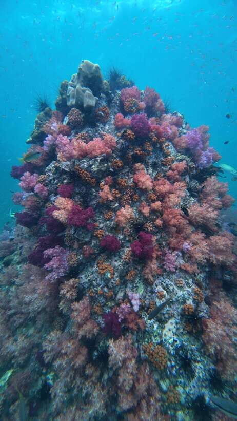 Koh Lipe: Half-Day Snorkeling (Morning/Afternoon/Sunset) - Evaluating the Value and Practical Considerations
