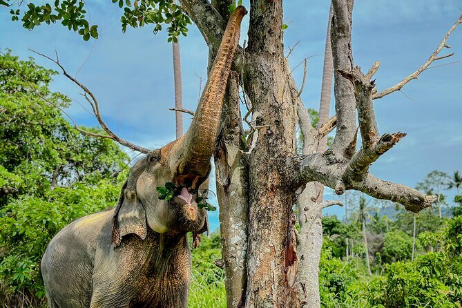 Koh Samui Elephant Home Sanctuary and the first Elephant Museum - What Travelers Are Saying