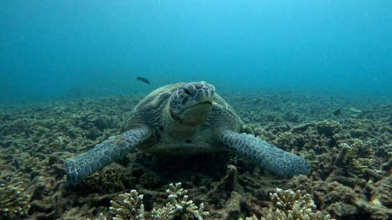 Koh Tao: Snorkeling and Sunset Tour - What to Expect: The Experience in Detail