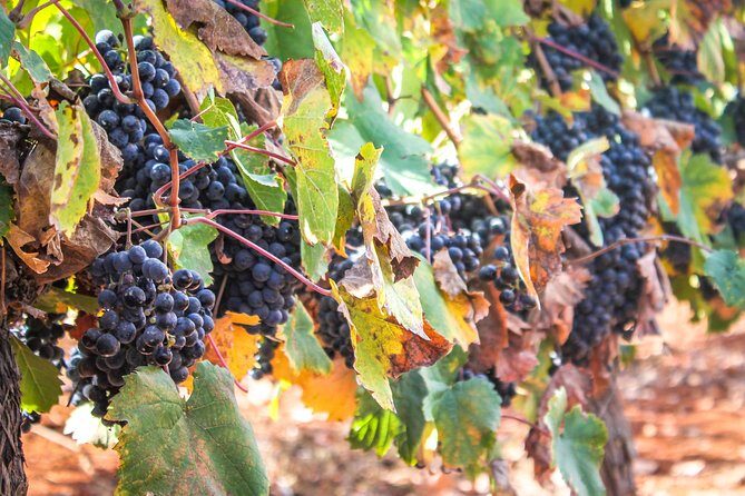 kosher Israel wine tour - A Detailed Look at the Tour Experience
