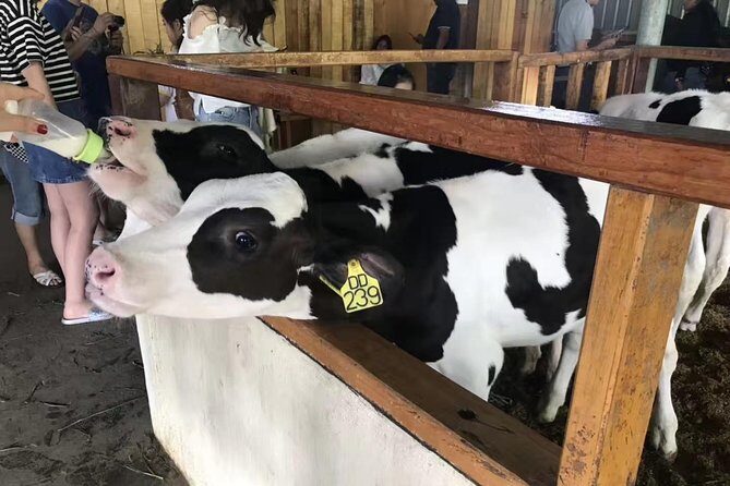 Kota Kinabalu ATV Riding and Dairy Farm at Mountain Kinabalu - The Price and How It Stacks Up