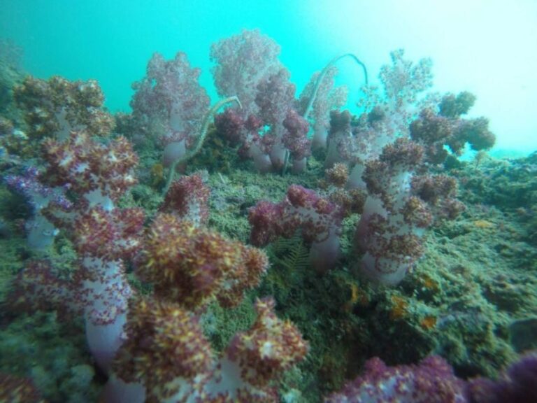 Krabi: Freediving and Snorkeling at Yawasam and Talu Island - What Makes This Tour Stand Out?