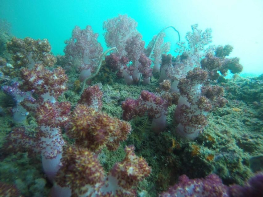 Krabi: Freediving and Snorkeling at Yawasam and Talu Island - What Makes This Tour Stand Out?