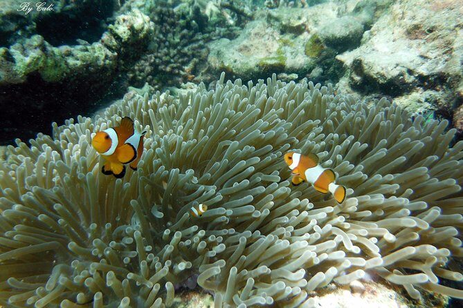 Krabi to James Bond and Hong Islands Offbeat Speedboat Tour - The Experience: What Sets It Apart
